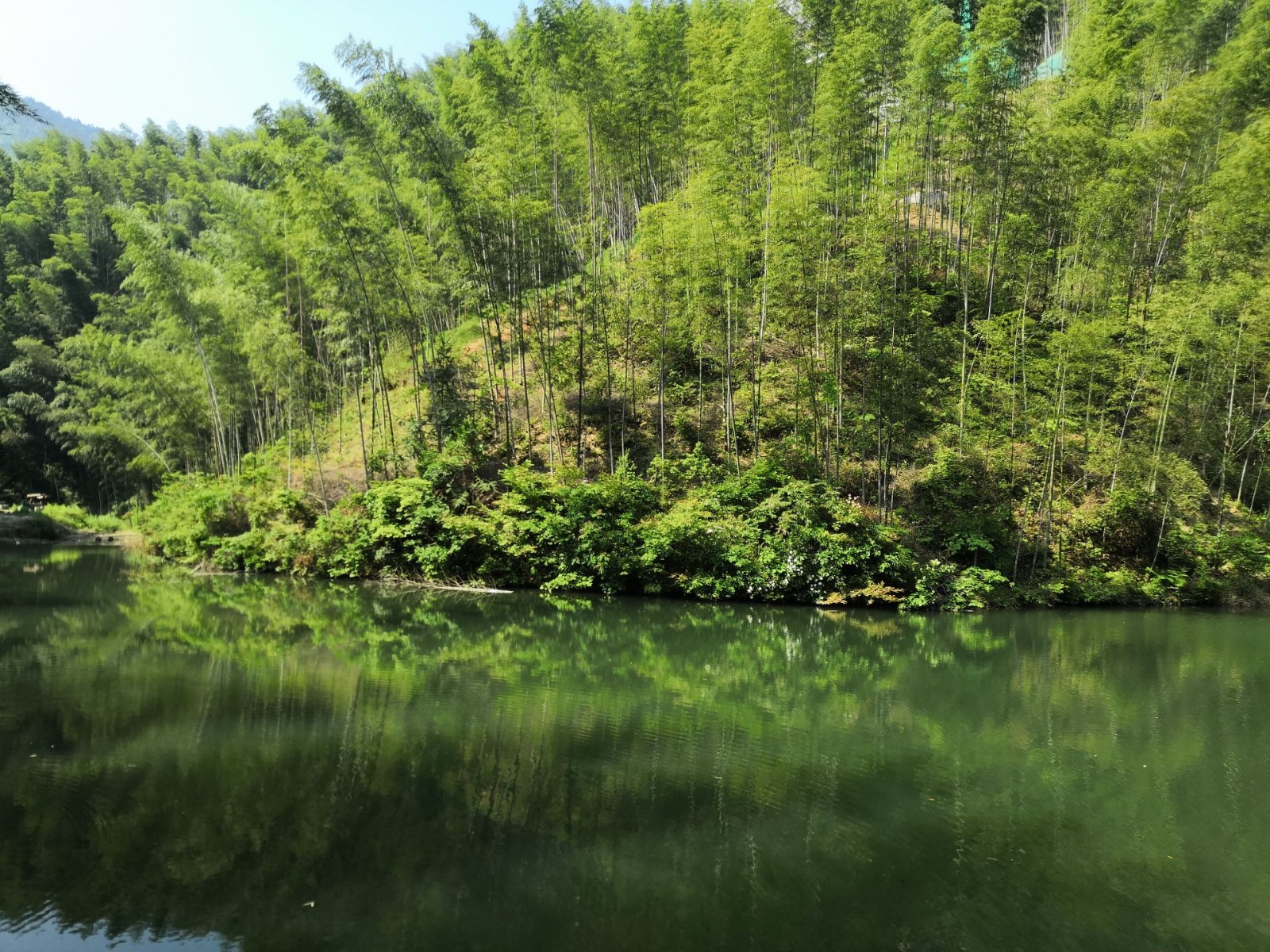 Mukeng-Bamboo-Forest-Huangshan